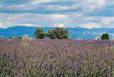 Provence, France - Valensole Plateau