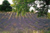 Provence, France - Vaucluse