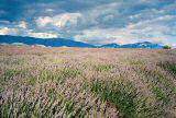 Provence, France - Valensole Plateau