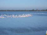 Veneto, Italia - Delta del Po'